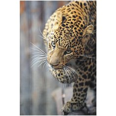 Фотообои (Панно) COLOR "Леопард", K-211, 200х300 см