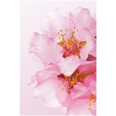 Фотообои (Панно) COLOR "Лилии", K-202, 200х300 см