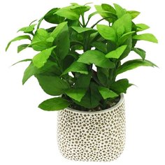 Базилик в кашпо Этно, цвет: светло-зеленый Gerard de ros