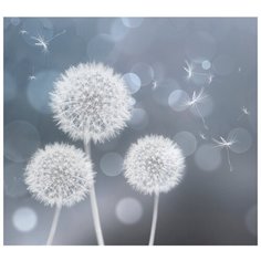 Фотообои Дизайнерские iPicasso "Одуванчики на темно-сером фоне"