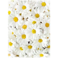 Фотообои Ромашки 200см*270см,холст Divino