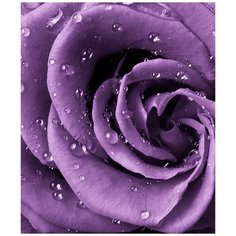 Фотообои Роза фиолет 200см*238см,холст Divino