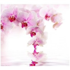 Фотообои Розовая орхидея,300см*270см,холст Divino