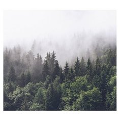 Фотообои Fotooboikin "Лес" 300х270 см
