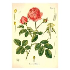 Постер Даринчи 30*40 см № 12 цветы