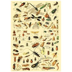 Постер № 32 ДАРИНЧИ