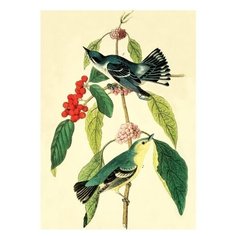 Постер Даринчи 30*40 см № 23 птицы