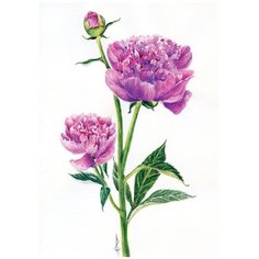 Постер № 36 ДАРИНЧИ