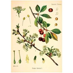 Постер Даринчи 30*40 см № 26 Вишня