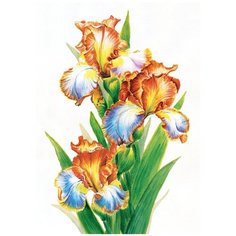 Постер № 38 ДАРИНЧИ