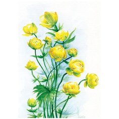 Постер № 35 ДАРИНЧИ