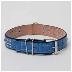 Ошейник Пижон двухслойный, клепаный, 65*3,5 см, синий