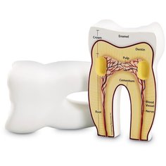 Learning Resources Развивающая игрушка "Зуб человека модель в разрезе"