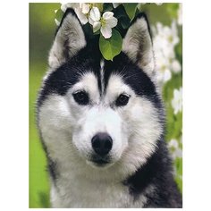 Алмазная мозаика-открытка "Хаски", 15x20 см Molly