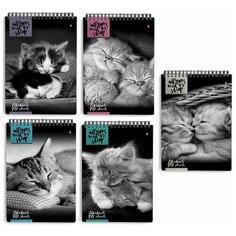 Блокнот А5, 40 л., гребень, ламинированный картон, клетка, Альт, "Кошки", (5 видов), 3-40-462