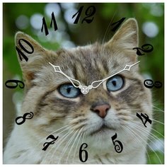 SvS Настенные часы SvS 3003199 СВС