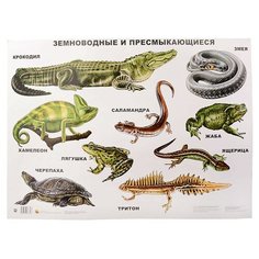 Плакат. Земноводные и пресмыкающиеся Проф Пресс