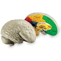 Learning Resources Развивающая игрушка "Мозг человека модель в разрезе"
