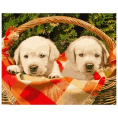 Раскрашивание, раскраски "ФРЕЯ" PNB/R1 №75 Набор для раскрашивания по номерам 40 х 50 см "Щенки в корзинке"