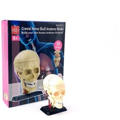 Анатомический набор (череп) EDU-TOYS SK010