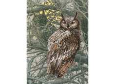 Набор для вышивания РИОЛИС Филин