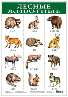 Обучающий плакат Дрофа-Медиа лесные Животные