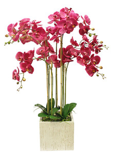 Орхидея фаленопсис 7 веток в керамическом кашпо Куб Gerard de ros