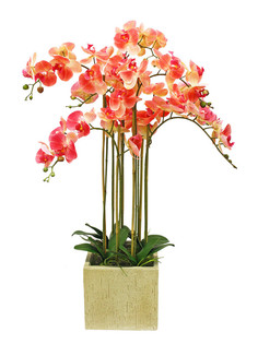 Орхидея фаленопсис 7 веток в керамическом кашпо Куб Gerard de ros
