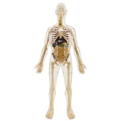 Анатомический набор Edu Toys Органы и скелет мужчины 56 см MK002