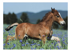 Пазл Ravensburger лошадь 150 деталей