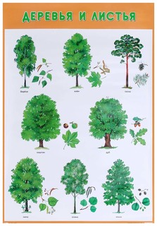 Обучающий плакат Trees And Leafs Деревья и листья Мозаика Синтез