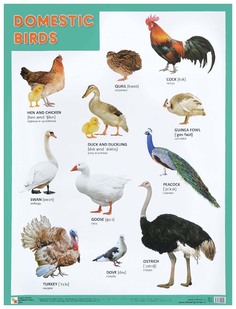 Обучающий плакат Domestic Birds Домашние птицы Мозаика Синтез