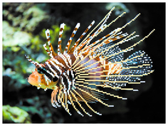 Вышивка бисером Матренин Посад Морской петух 4199