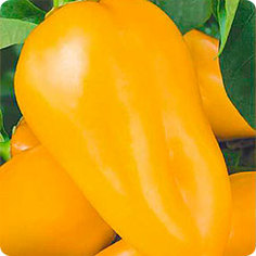 Семена Перец сладкий Золотая Пирамида, 0,1 г, Семена Алтая