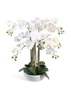 Орхидея Фаленопсис 9 веток в керамическом круглом кашпо Gerard de ros