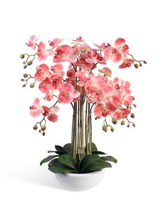 Орхидея Фаленопсис 9 веток в керамическом круглом кашпо Gerard de ros