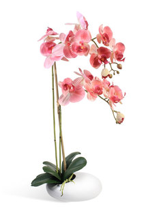 Орхидея Фаленопсис 2 ветки в керамическом кашпо "Камень" Gerard de ros