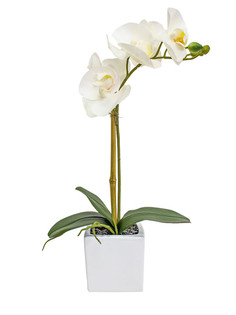 Орхидея фаленопсис 1 ветка в керамическом кашпо Куб Gerard de ros