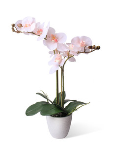 Орхидея Фаленопсис 2 ветки в керамическом белом кашпо Gerard de ros