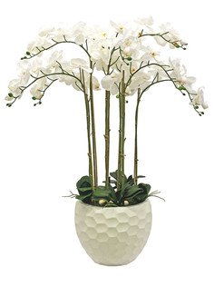 Орхидея Фаленопсис 9 веток в керамическом кашпо полусфера Gerard de ros