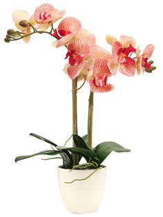 Орхидея Фаленопсис 2 ветки в керамическом белом кашпо Gerard de ros