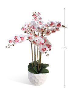 Орхидея Фаленопсис 7 веток в керамическом кашпо полусфера Gerard de ros