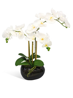 Орхидея фаленопис 3 ветки в керамическом кашпо Камень черное Gerard de ros