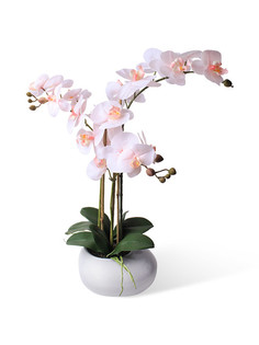 Орхидея фаленопис 3 ветки в керамическом кашпо Камень белое Gerard de ros