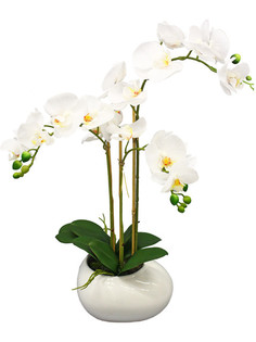 Орхидея фаленопис 3 ветки в керамическом кашпо Камень белое Gerard de ros