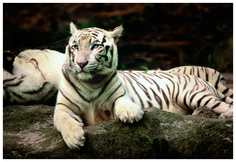 Пазл Trefl тигр 1500 деталей