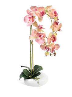 Орхидея Фаленопсис 2 ветки в керамическом кашпо "Камень" Gerard de ros