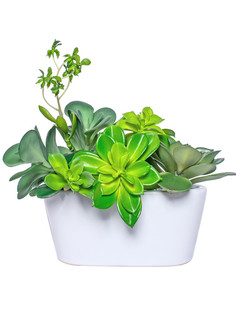 Gerard de ros Каменные розы в белом керамическом кашпо