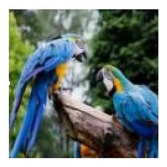 Алмазная мозаика "Попугаи на дереве", 30х40 см (с подрамником, с полным заполнением) Рыжий кот