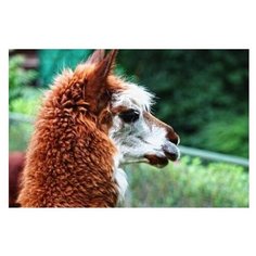 Рыжий кот. Алмаз. мозаика ST208 30х40 см, без подр. с полн. заполн. (30 цв.) "Милая лама"